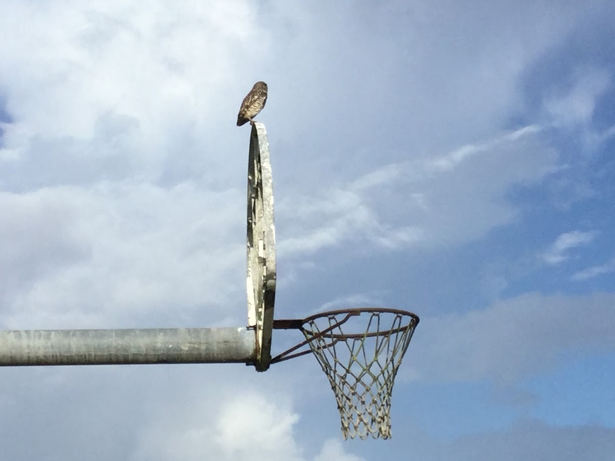 Burrowing owl