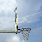 Burrowing owl