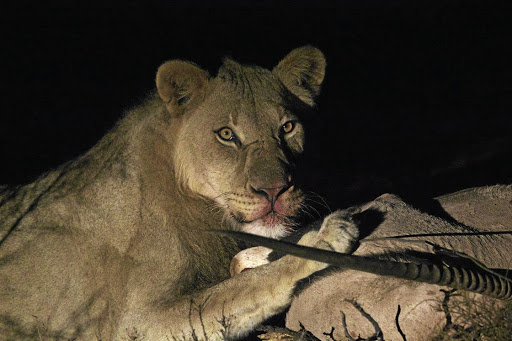 Titus gorges on a gemsbok carcass. He is one of two lions who now roam free on the plains of Camdeboo.