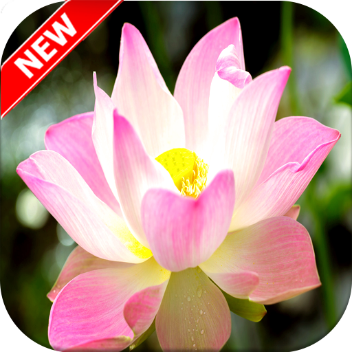 Lotus Wallpaper Aplicații Pe Google Play