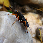 Spider Wasp