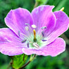 Spotted Geranium