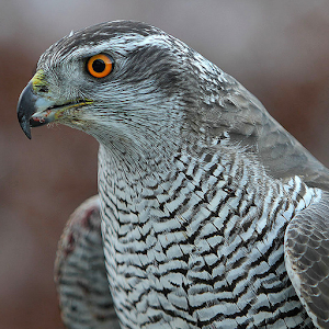 Roofvogels in Nederland