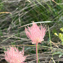 Apache Plume