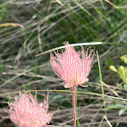 Apache Plume