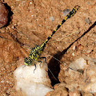 Small Pincertail