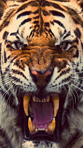 Download Fondos de Pantalla Tigres Free for Android - Fondos de Pantalla  Tigres APK Download - STEPrimo.com