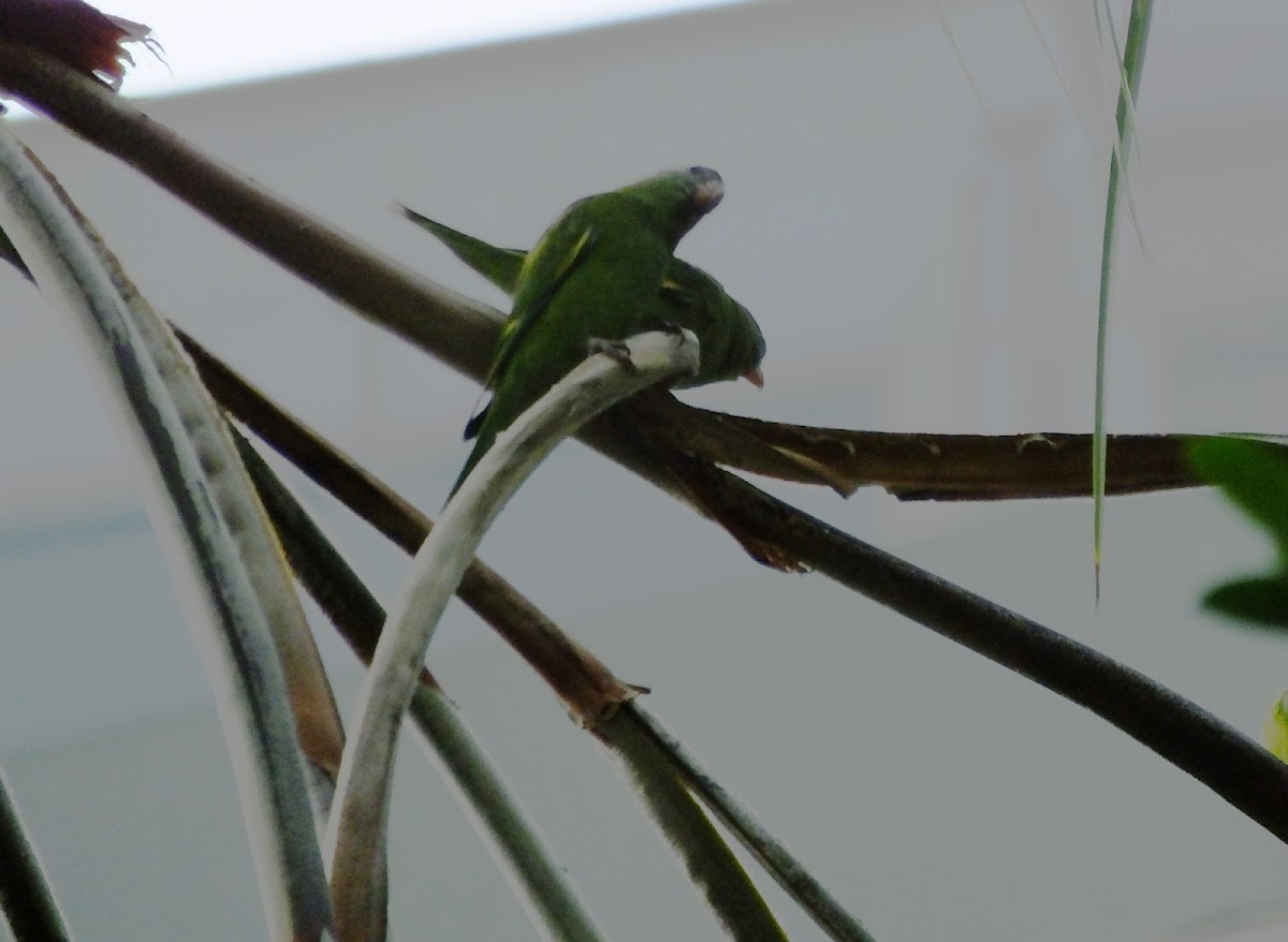 Canary Winged parakeet