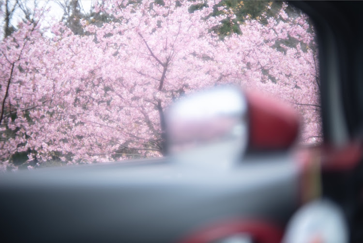 ノートのE12改・パンダニスモ・河津桜とコラボ・サクラと愛車・桜とコラボ🌸に関するカスタム事例の投稿画像2枚目