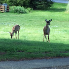 Mule Deer