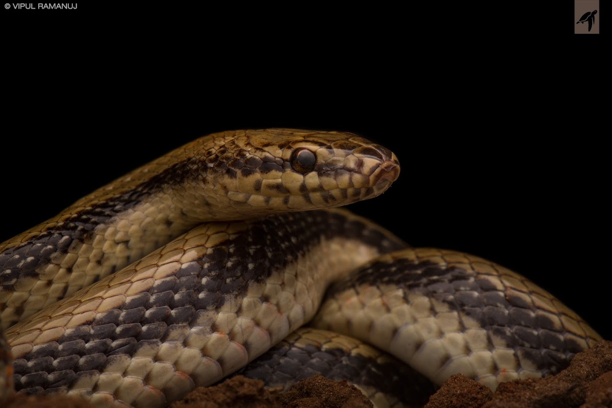 Wallace's Striped Racer