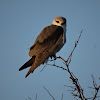 Black shouldered kite