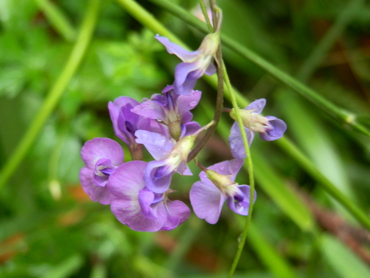 Twining Glycine