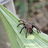 Pink Toed Tarantula