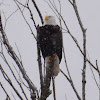 Bald eagle