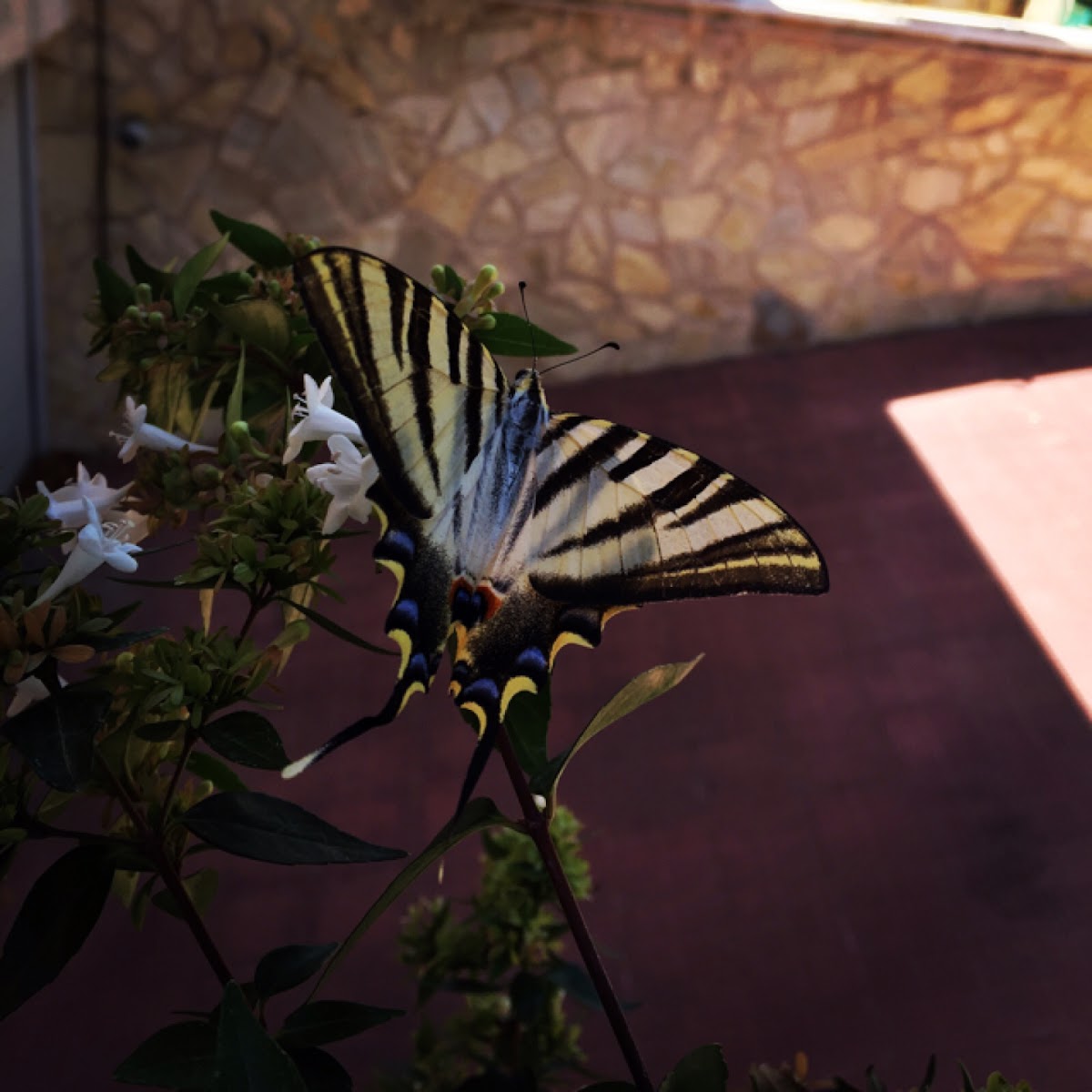 Scarce swallowtail