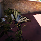 Scarce swallowtail