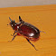 Trihorned beetle