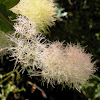 Smoke bush