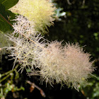 Smoke bush