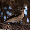 Pied Flycatcher; Papamoscas Cerrojillo