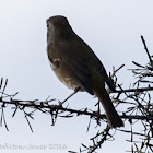 Robin; Petirrojo