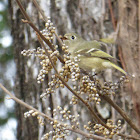 Ruby-crowned Kinglet