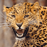 Leopard Sounds icon