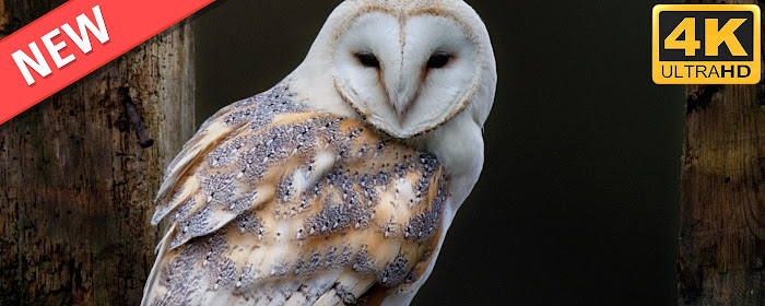 Owls HD Wallpapers Birds New Tab Theme marquee promo image