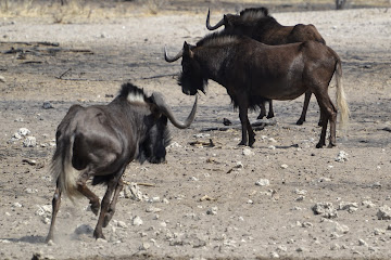 ЮАР, Намибия, Ботсвана. Бог любит троицу.