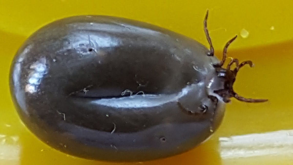 Brown Dog Tick