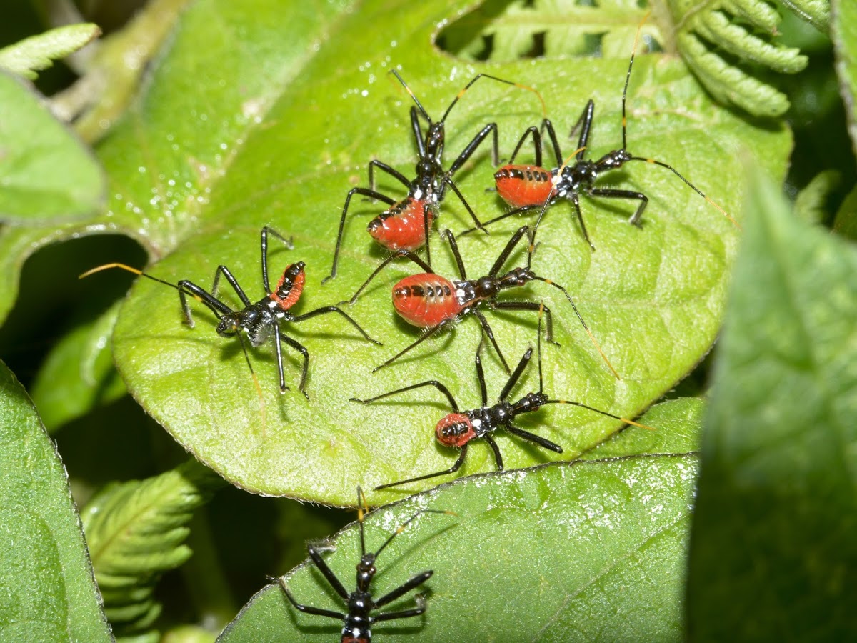 Nymphs of Cogwheel Assassin Bug