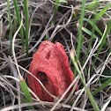 Column Stinkhorn