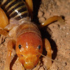 Jerusalem Cricket