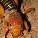 Jerusalem Cricket