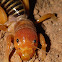 Jerusalem Cricket