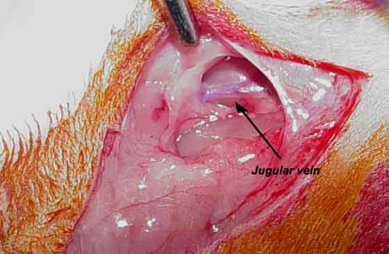 Jugular vein visible after blunt dissection of surrounding tissue.