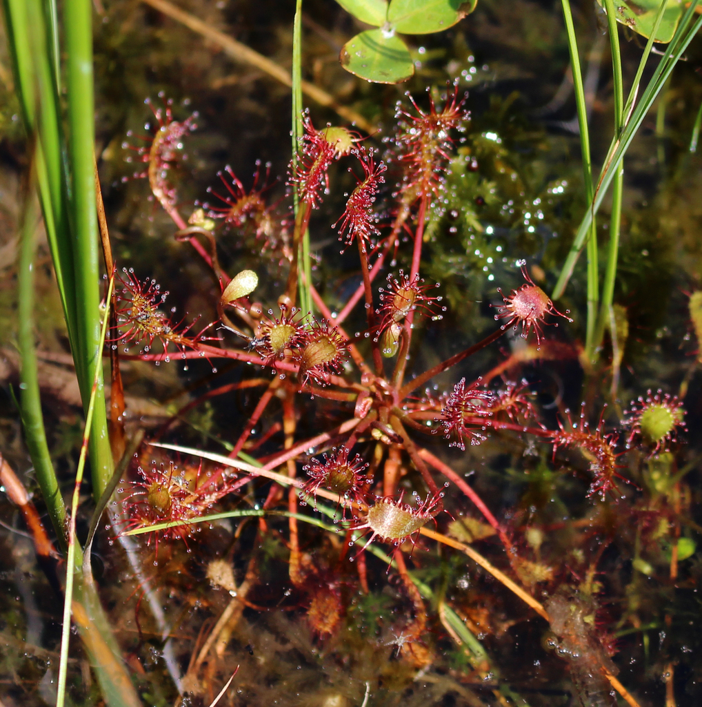 Spoonleaf Sundew