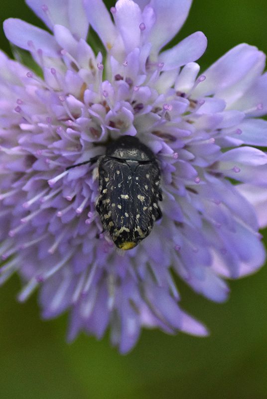 White spotted rose beetle