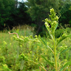 Caterpillar