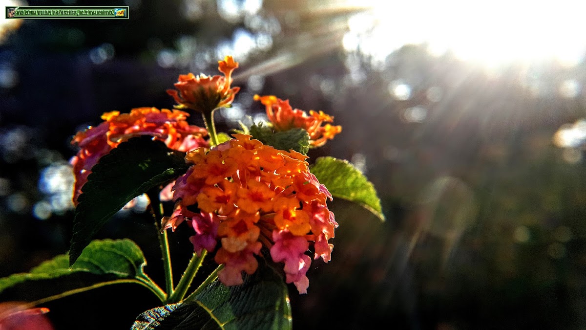 Common lantana