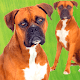 Download Boxer Dog Pictures For PC Windows and Mac 1.5