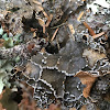 Lung Lichen