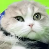 ユーザー