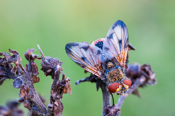 Mosca di Peter_Sossi