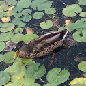 American Black Duck