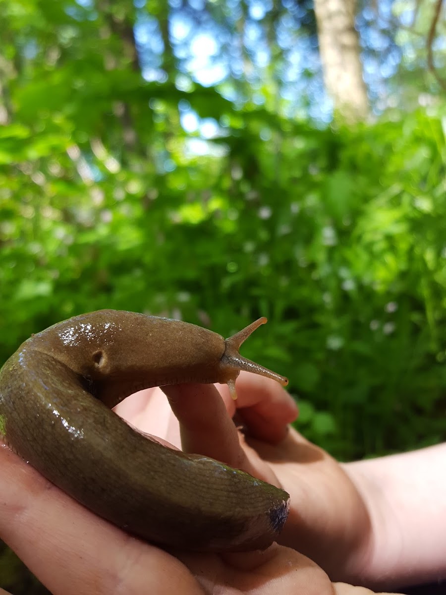 Banana Slug