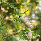 Cypress Twig Gall Midge