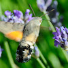 Hummingbird Hawk-Moth; Esfinge Colibrí