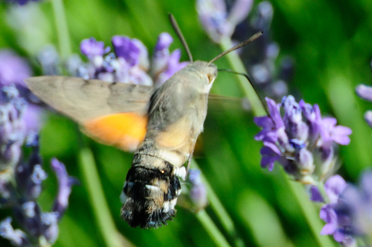 Hummingbird Hawk-Moth; Esfinge Colibrí